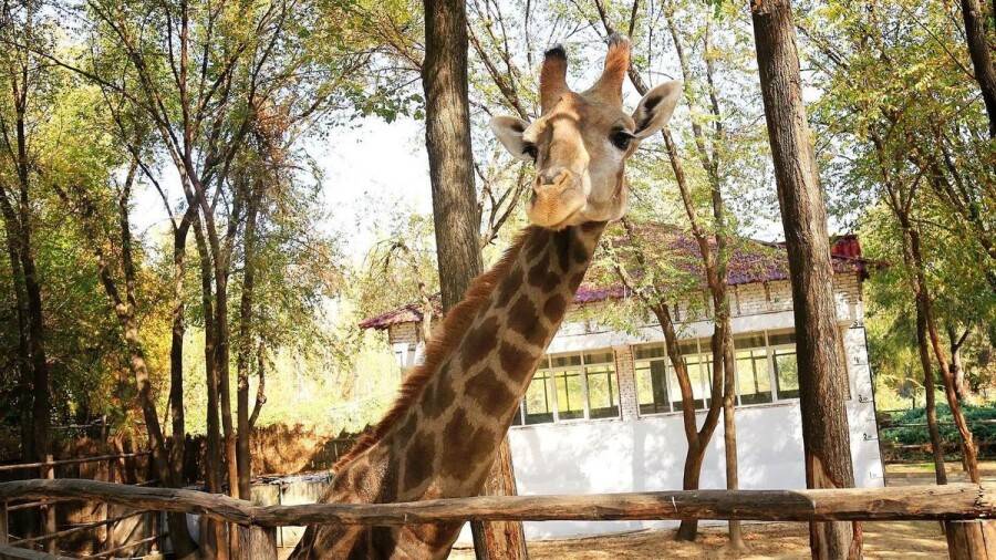 Ташкентский зоопарк